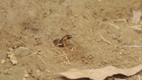 Wasp-Digging-Hole-in-Dirt
