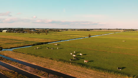 Herde-Von-Hauskühen,-Die-Sich-Bei-Einem-Sonnenuntergang-In-Utrecht,-Niederlande,-Europa,-Auf-Den-Feldern-In-Der-Nähe-Der-Bewässerungskanäle-Ernähren