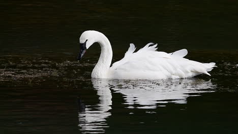 Swan-drinking-water-on-the-Deschutes-River,-Oregon