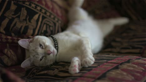 Schläfrige-Layanese-Hauskatze-Auf-Einem-Sofa-Im-ägyptischen-Stil-Hat-Ein-Großes-Gähnen-Und-Eine-Dehnung