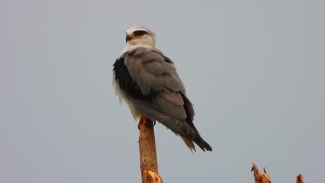 Black-winged-kite-in-forest-.
