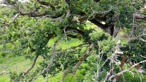 Schließen-Sie-Die-Luftabwärtsneigung-Des-Quercus-Petraea-Baums-Auf-Grünem-Gras