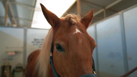 Braided-mane-of-a-beautiful-chestnut-horse-being-groomed-in-its-stall---slow-motion