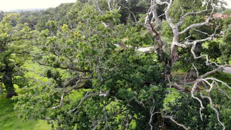 Luftdrohnenlandung-In-Richtung-Prächtiger-Quercus-Petraea-Oder-Irischer-Eiche-Mit-Riesigen-Ästen
