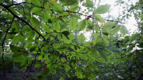 Blätter-Auf-Einer-Buche-Im-Frühen-Herbstsonnenlicht