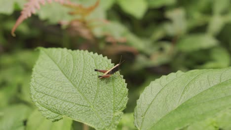 Small-Yellow-Grasshopper-Resting-on-Leaf