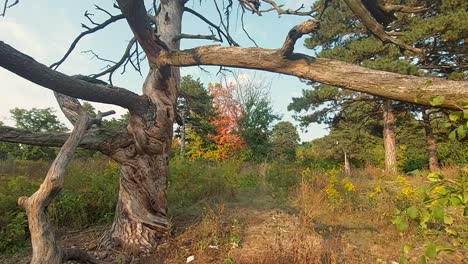 Sterbender-Entblätterter-Baum-Mit-Herbstbäumen-Im-Hintergrund,-Statisch