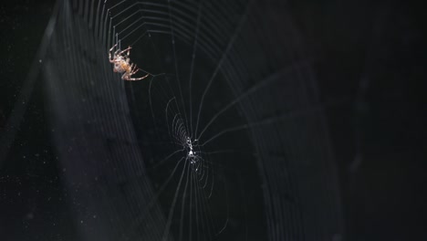 An-Orb-Weaver-Spider-Building-A-Spiral-Wheel-Shaped-Web