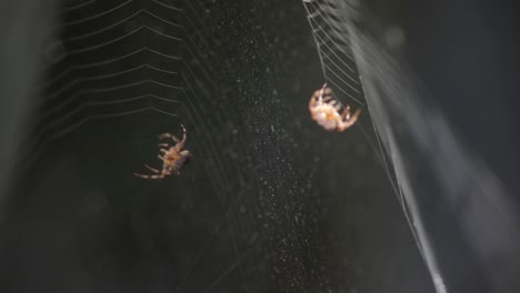 Reflexion-über-Ein-Stehendes-Wasser-Einer-Spinne,-Die-Ein-Netz-Erzeugt