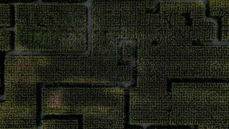 Top-down-View-Of-A-Vast-Corn-Maze-In-Utah,-USA