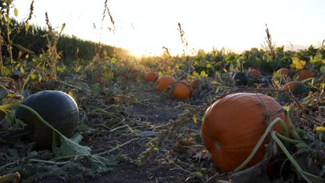 Sunset-over-field-of-pumpkins-growing-in-rows,-ready-for-harvesting