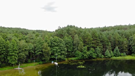 Lush-Green-Evergreen-Trees-At-The-Edge-Of-A-Lake-In-Pradzonka-Poland---aerial-shot