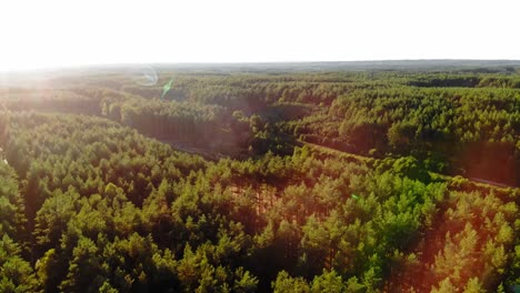 Flying-Over-The-Green-Forest-On-A-Sunny-Day-In-Pradzonka,-Gmina-Studzienice,-Poland