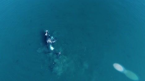 Luftaufnahme-Der-Familie-Des-Südlichen-Glattwals,-Der-Auf-Dem-Blauen-Wasser-Des-Patagonischen-Meeres-Spielt