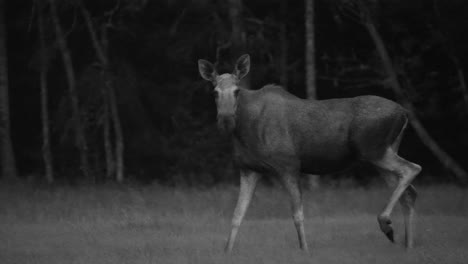 Female-moose-walking-at-night,-turning-to-look-at-camera,-Slow-Motion