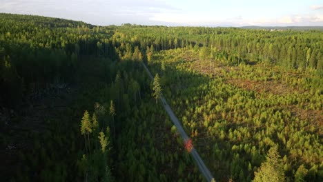 Drone-footage-showing-a-motor-cyclist-driving-on-an-narrov-gravel-forest-road