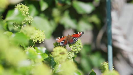 A-Beautiful-Peacock-Butterfly-Sitting-On-The-Green-Plants-In-The-Garden