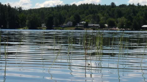 Wasserschilf-In-Einem-Seichten-See-Hautnah---Pflanzen-Im-Schimmernden-Wasser-Und-Kleinstadt-Im-Hintergrund
