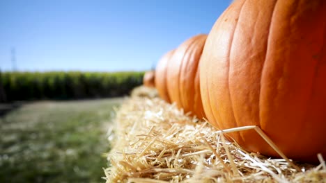 Pumpkin-Patch-on-Straw-Hay-Bale-during-Fall-Season,-Panning---Copy-Space-for-Text