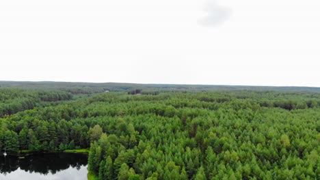Vista-Panorámica-Del-Abundante-Bosque-Con-árboles-Verdes-En-Un-Día-Brillante-En-Pradzonka,-Gmina-Studzienice,-Norte-De-Polonia