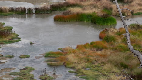 Hot-bubbling-water-in-geothermally-heated-pool-and-colorful-grasses-in-Yellowstone-National-Park