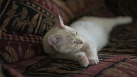 Verschlafene-Layanese-Hauskatze-Auf-Einem-Sofa-Im-ägyptischen-Stil-Hat-Eine-Halbherzige-Wäsche