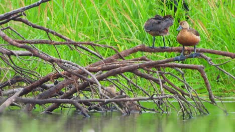 whistling-duck-chicks-in-pond-.