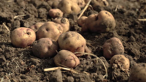Tilt-Down,-Freshly-harvested-potatoes-on-top-of-soil-in-row