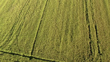 Awesome-drone-view-of-rice-fields-North-of-Italy,Lombardy