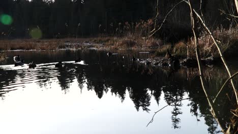 High-contrast-reflection-of-forest,-ducks-swimming-and-the-sun-shining-through
