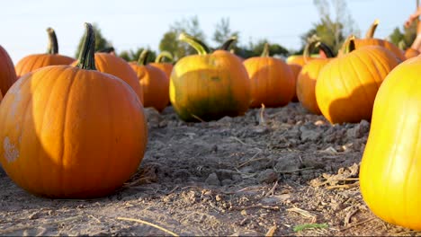 Halloween-Pumpkins---Agricultural-Field-With-Harvested-Orange-Pumpkins-In-Autumn-Season