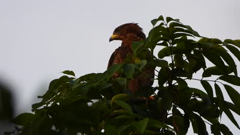Eagle-in-tree-waiting-for-pray-