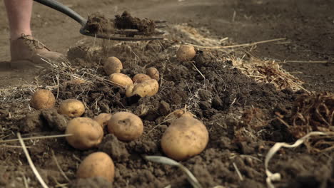 Man-harvesting-potatoes-with-digging-fork-from-row-of-dirt,-Closeup