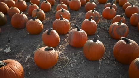 Dozens-of-Pumpkins-at-Local-Town-Pumpkin-Patch-at-Outdoor-October-Festival,-Tilt-up-Reveal