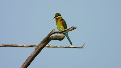 Bee-eater-in-tree-UHD-MP4-4k