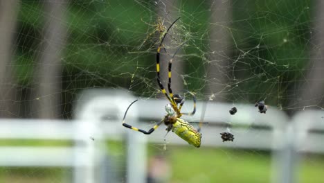 Araña-Joro-Atrapando-Presas-En-La-Web