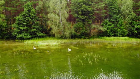 Beautiful-white-birds-swimming-by-the-edge-of-the-forest--Prądzonka-North-Poland