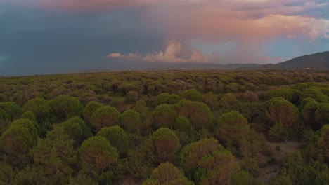 Beautiful-aerial-anamorphic-cinema-drone-footage-of-the-big-green-pine-tree-forest-in-the-iconic-Maremma-nature-park-close-to-Grosseto-in-Tuscany,-Italy-with-dramatic-clouds-covering-the-sky-at-sunset