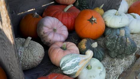 Autumn-Season---Colorful-Decorative-Pumpkins-and-Gourds-on-Display,-Panning