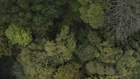 Lush-green-tree-tops-with-couple-just-visible-walking-underneath,-top-down-drone