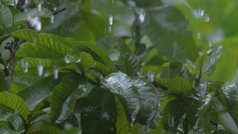 Wassertropfen-Fallen-Von-Baumblättern-In-Regenguave