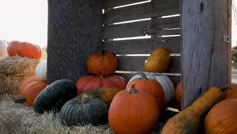 Beautiful-Fall-Season-Decorative-Pumpkin-Assortment-at-Sunset-at-October-Autumn-Festival