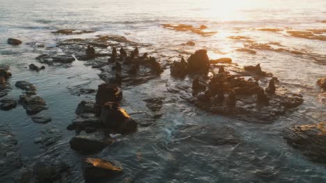 Drone-aerial-view-of-sea-lions-resting-on-rocks-at-sunrise