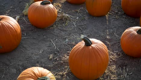 Field-of-Pumpkins-freshly-harvested-ready-for-halloween,-tilt-up-shot