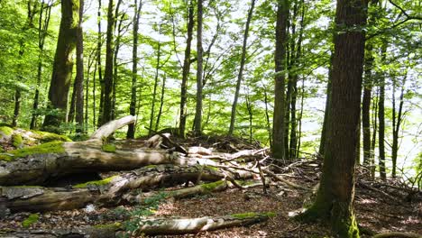 View-of-shady-place-in-forest-with-tall-dense-beech-trees-on-all-sides