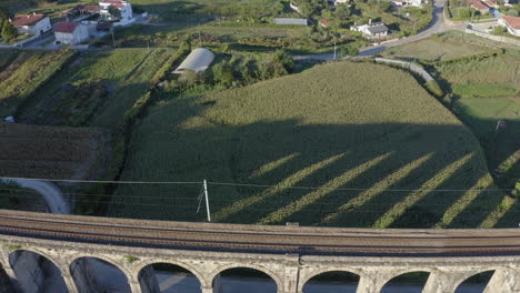 Flyover-Tilt-Down-Shot-of-Old-arch-railway-bridge-surrounded-by-crop-fields,-casting-shadow-on-corn-field---Ponte-Seca,-Durrães,-Barcelos