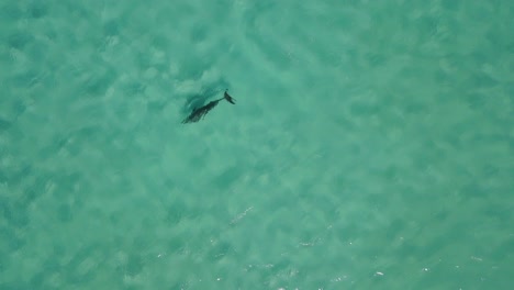 Top-down-shot-of-a-dolphin-swimming-in-the-shallow-waters-of-Indian-Ocean-near-the-shore-of-Western-Australian-outback-during-bright-sunny-day
