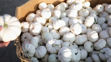 Pretty-small-white-pumpkins-perfect-for-Halloween-decoration---close-up