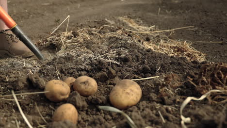 Man-Harvesting-Organic-Potatoes-Using-A-Digging-Fork-In-Saskatchewan,-Canada
