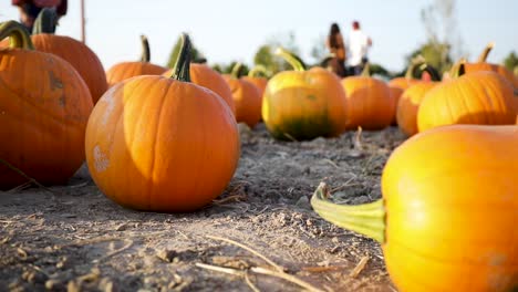Halloween-Season---Pumpkin-Patch-at-Outdoor-Farm,-Ground-Level-Static